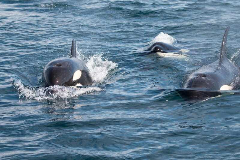 La Paz - Ocean Safari: find dolphins, orcas, and sea lions - Departure and Transportation from La Paz