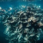 La Paz or La Ventana: Ocean Safari - The Experience of Snorkeling and Wildlife Encounters