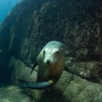 La Paz: Sea Lions & Mega-Paddleboard Tour in Espiritu Santo - Exploring Espiritu Santo Island’s Scenic Beaches and Wildlife