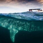 La Paz: Whale Shark and Sea Lions Snorkeling Tour - Visiting La Gaviota Island and Its Endemic Birds