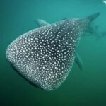 La Paz: Whale Shark Swimming Adventure with Marine Biologist - Starting Point and Logistics at Eco Migrations