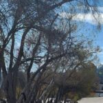 LA River Eco Tour and Secret Stair Hike - Walking the Forgotten Trolley Lines in Silver Lake