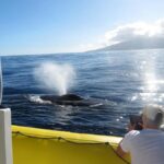 Lahaina: Day or Sunset Whale Watching Tour with Naturalist - Convenient Departure Point Near Snorkel Bobs in Lahaina