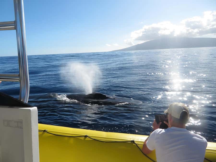 Lahaina: Day or Sunset Whale Watching Tour with Naturalist - Convenient Departure Point Near Snorkel Bobs in Lahaina