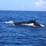 Lahaina: Humpback Whale Watching Cruise - The Best Time for Humpback Whales in Hawaii