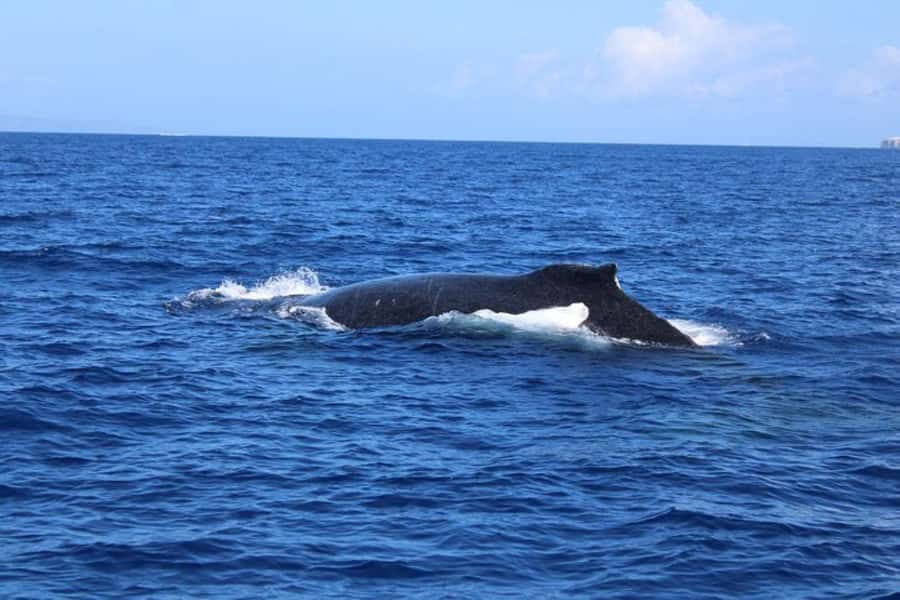 Lahaina: Humpback Whale Watching Cruise - The Best Time for Humpback Whales in Hawaii