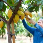 Lahaina: Maui Ku'ia Estate Guided Cacao Farm Tour & Tasting - Visit Hawaii’s Largest Chocolate Factory in Lahaina