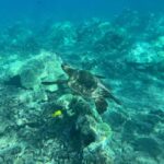 Lahaina: Olowalu Coral Reef Snorkeling Tour - Starting Point at Olowalu Beach in Lahaina
