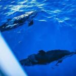 Lahaina: West Maui Snorkeling & Sailing Day Trip with Lunch - Exploring the West Maui Coastline on a Luxury Catamaran