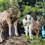 Lake Louise, Banff Gondola, Minnewanka and Banff Town Tour - Lake Louise’s Iconic Turquoise Waters