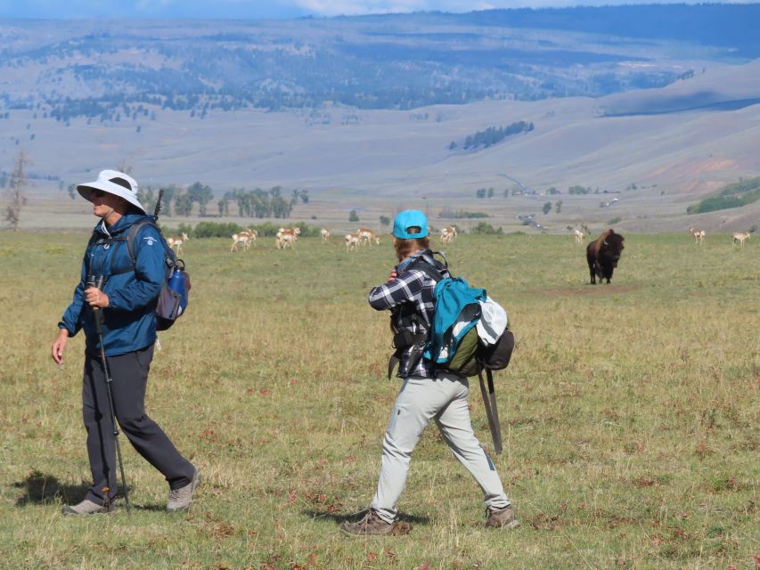 Lamar Valley: Safari Hiking Tour with Lunch - Meeting Point and Logistics at Lamar River Trailhead