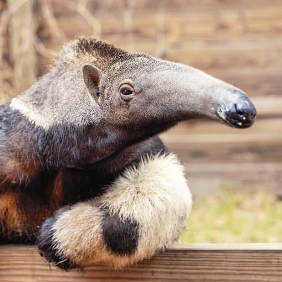 Lamont: Anteater Encounter at North Florida Wildlife Center - What Is Included in the Anteater Encounter Experience?