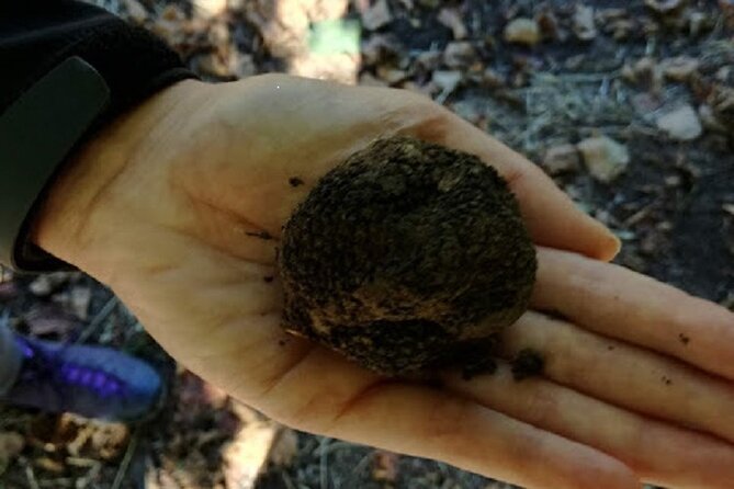 Langhe Truffle hunting Experience - Starting Point in Alba and Short Drive to the Hills