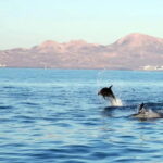Lanzarote: Dolphin Watching by speedboat - Departure Point at Puerto del Carmen’s Old Port
