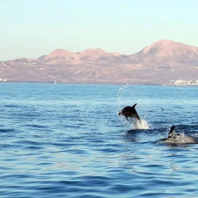 Lanzarote: Dolphin Watching by speedboat - Departure Point at Puerto del Carmen’s Old Port