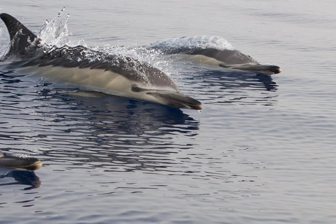 Lanzarote Sea Safari from Puerto calero - Starting Point at Calle Pantalanes in Puerto Calero