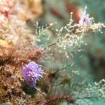 Lanzarote: Snorkeling Tour - Starting Point at Pura Vida Diving Lanzarote