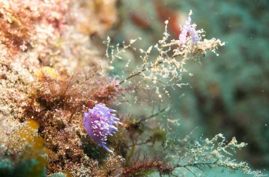 Lanzarote: Snorkeling Tour - Starting Point at Pura Vida Diving Lanzarote