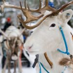 Lapland Reindeer and Husky Safari from Rovaniemi - The Reindeer Sleigh Ride Experience