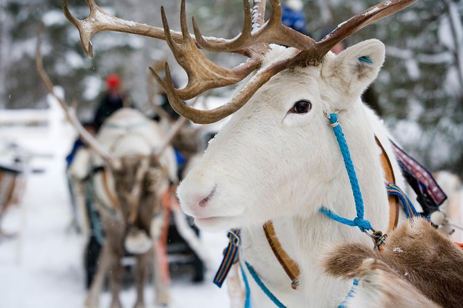 Lapland Reindeer and Husky Safari from Rovaniemi - The Reindeer Sleigh Ride Experience