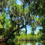 Large Airboat Swamp Tour with Transportation from New Orleans - What Makes the Airboat Ride Stand Out?