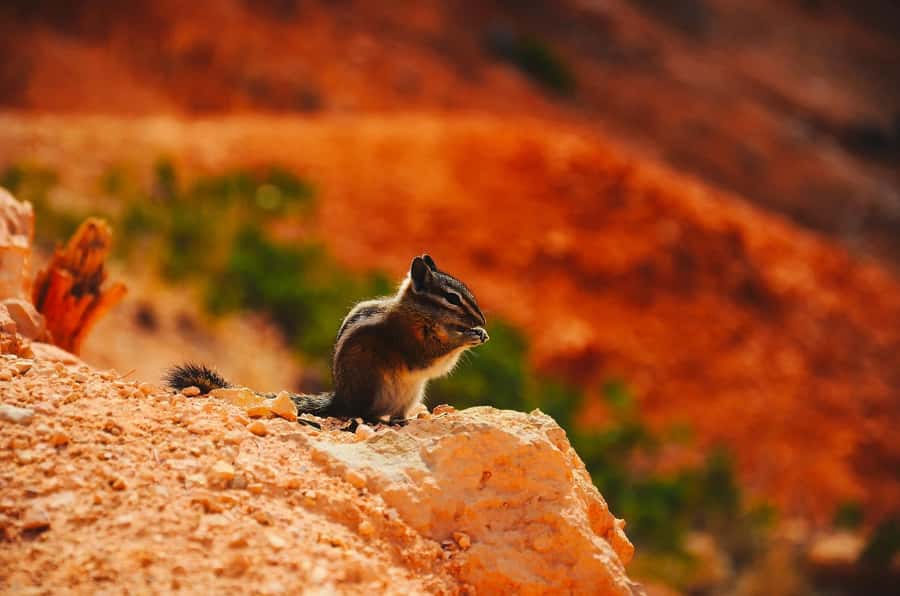 Las Vegas: Antelope Canyon, Bryce, Zion, Horseshoe Bend Tour - Exploring Zion National Park: Towering Red Cliffs and Winding Canyons