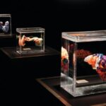 Las Vegas: BODIES | The Exhibition at the Luxor - The Location and How to Find the Exhibit at Luxor