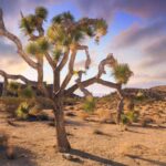 Las Vegas to Los Angeles One Way Tour via Joshua Tree NP - Starting in Las Vegas: A Quick Look at the City’s Iconic Strip