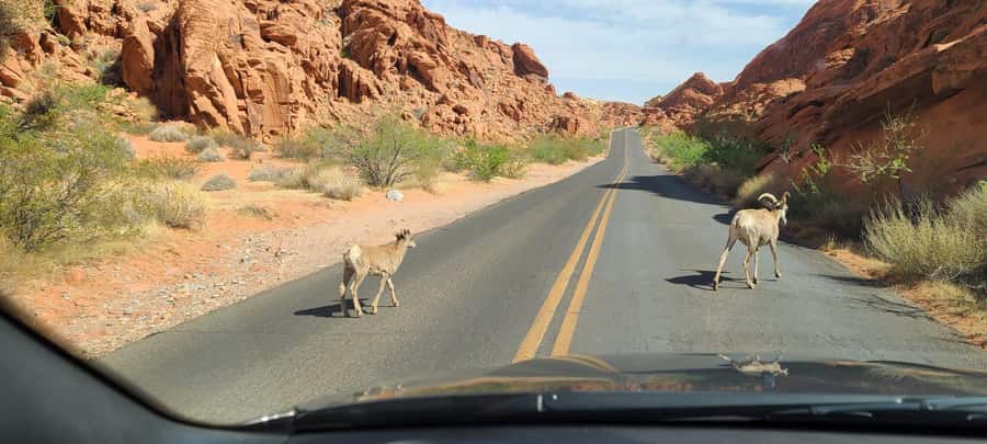Las Vegas: Valley of Fire and Red Rock Canyon Tour - Discover Ancient Petroglyphs and Petrified Trees