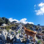 Lasithi plateau,wine and olive oil tasting,Greek Mythology park - The Olive Oil, Wine, and Raki Tasting at Family Pitarokilis