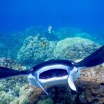 Late Night Manta Snorkel - Warm Drinks and Evening Views on the Return Cruise