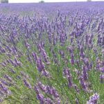 Lavender Beauty Small Group Half Day Tour from Avignon - Exploring Sault: The Village on a Rocky Outcrop
