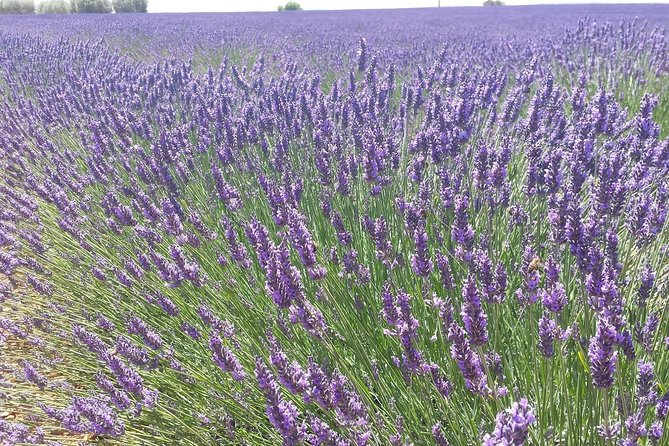 Lavender Beauty Small Group Half Day Tour from Avignon - Exploring Sault: The Village on a Rocky Outcrop