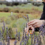 Lavender Experience Valle de Guadalupe - Guided Field Tour - Starting at Aires de Lavanda in Valle de Guadalupe