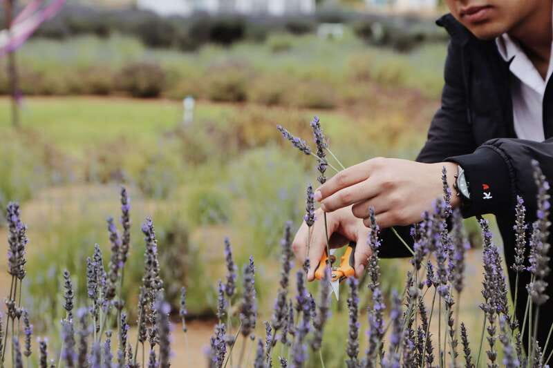 Lavender Experience Valle de Guadalupe - Guided Field Tour - Starting at Aires de Lavanda in Valle de Guadalupe