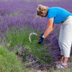 Lavender Harvesting and Distillation Workshop in Bellegarde - The Process of Harvesting Lavender in Provence