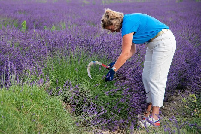 Lavender Harvesting and Distillation Workshop in Bellegarde - The Process of Harvesting Lavender in Provence