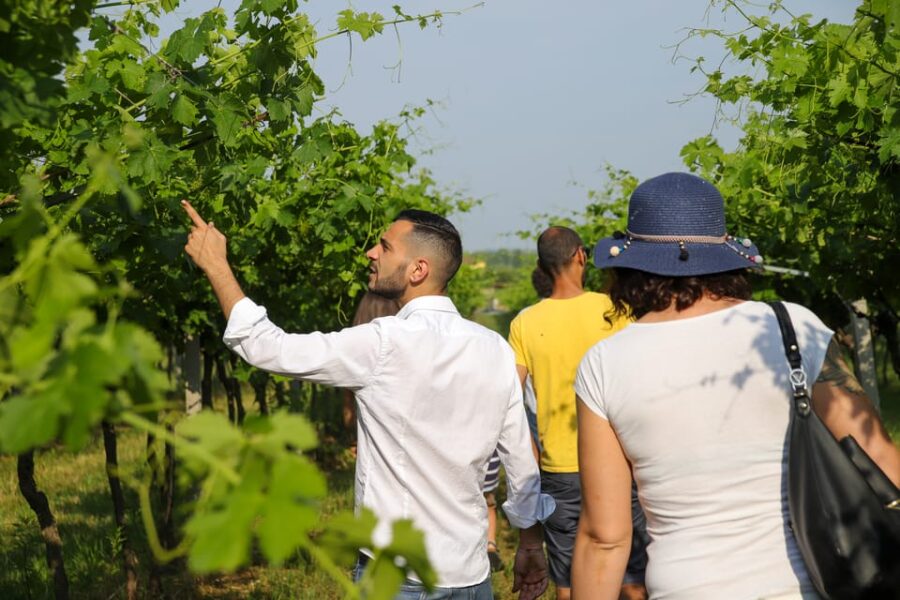 Lazise: Biodynamic Farm Tour and Natural Wine Tasting - Visiting the Farm in Colà di Lazise: Location and Access