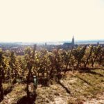 "Le petit Alsacien" Luxury Tour Local private friendly driver - Achillée: A Winemaking Gem with Tasting and Local Pairings