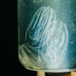 LED Bio Comb Jelly Clear Bottom Kayak or Paddleboard Tour! - Choosing Your Equipment: Kayak or Paddleboard