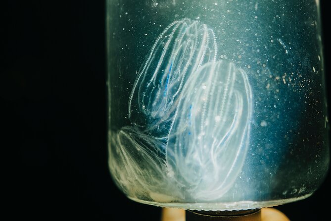 LED Bio Comb Jelly Clear Bottom Kayak or Paddleboard Tour! - Choosing Your Equipment: Kayak or Paddleboard