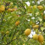 Lemon Nursery & Limoncello: Sorrento E-Bike Tour - Starting Point at Sorrento Cathedral