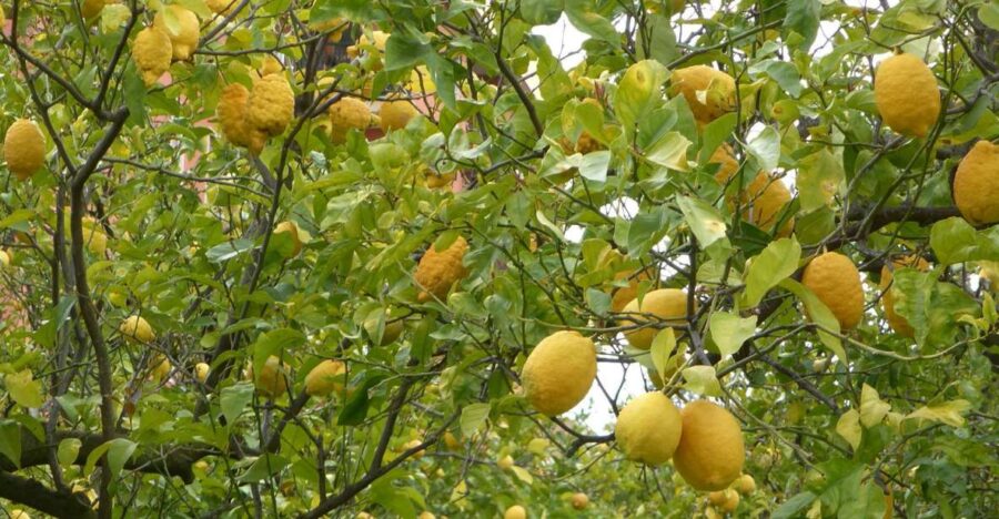 Lemon Nursery & Limoncello: Sorrento E-Bike Tour - Starting Point at Sorrento Cathedral