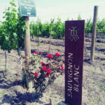 Leon: Dolores Hidalgo Viñedo Tres Raíces Wine Tour - Starting Point: From the City to the Vineyards