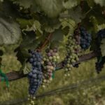 Leon: Tierra de Luz Vineyard Tour with Wine Tasting - Round-Trip Transportation from Leon