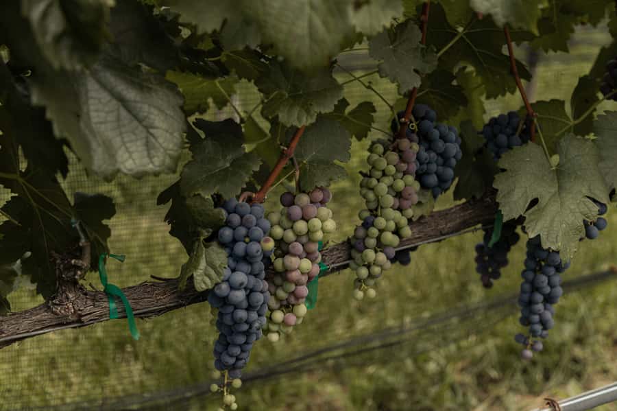 Leon: Tierra de Luz Vineyard Tour with Wine Tasting - Round-Trip Transportation from Leon