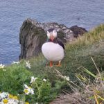 Lerwick: The Puffin Express - 3hr South Mainland Tour - Scenic Drive along Shetland’s East Coast