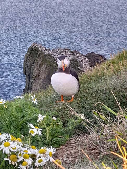 Lerwick: The Puffin Express - 3hr South Mainland Tour - Scenic Drive along Shetland’s East Coast