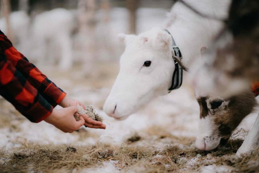 Levi Wilderness Twilight Adventure - Cooking Pancakes Over an Open Fire
