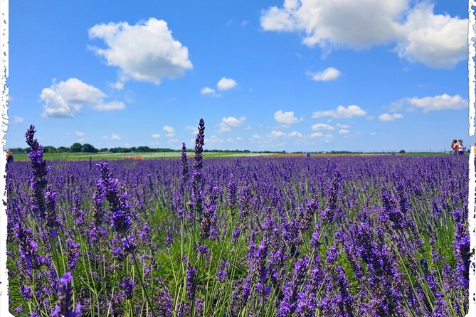 Lewin Farms, Lavender By The Bay and Tanger Outlets Full-Day Tour - Lewin Farms: A Working Farm with Fresh Pickings